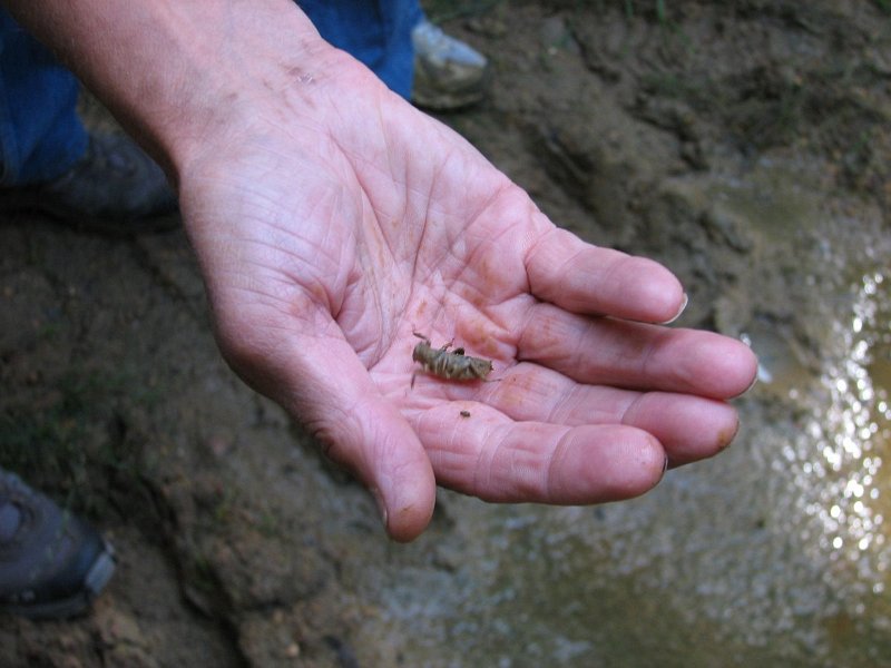 2009 07 Myco Gros taillis 07